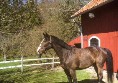 The horses at Rosenberg Farm and Cottage.