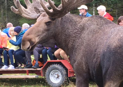 Moose safari at Gårdsjö Elkpark