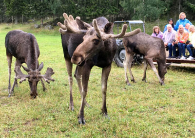 Meet the moose at Gårdsjö Moos Park