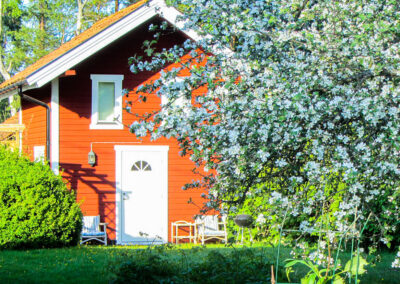 The Cherry blossoms outside the Small Cottage