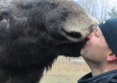 The Moos Man kisses the moose at Gårdsjö Moose Park.