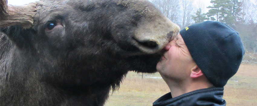 At Gårdsjö Moose Park you get really close to the Moose, and you get to meet the Moose man himself.