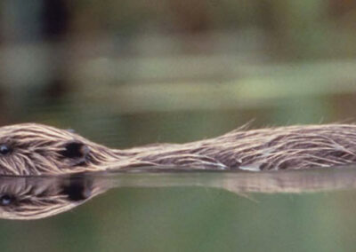 Beaver safari at Wild Sweden.