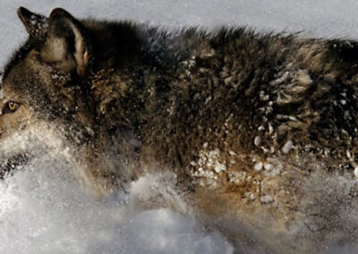 Wolf safari with Wild Sweden.